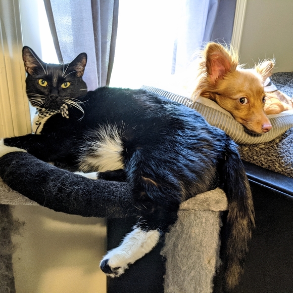 Meet your Posher, Nikki - Picture 9 of 13